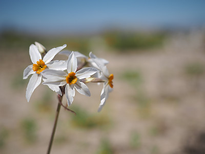 레우코리네 사진 - Leucocoryne sp. Photos