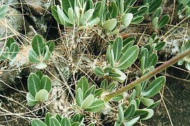 병트리 - Pachypodium lealii