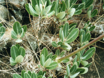 병트리 사진 - Pachypodium lealii Photos