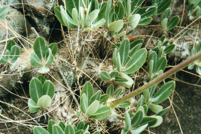 병트리 - Pachypodium lealii