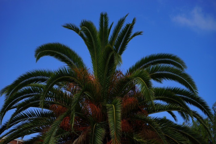 대추야자 - date palm, Phoenix dactylifera