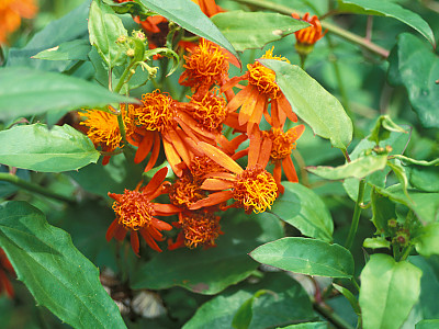멕시칸 플레임바인 사진 - Pseudogynoxys chenopodioides Photos