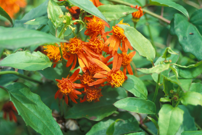 멕시칸 플레임바인 - Mexican flamevine, Orange-flowered groundsel, Pseudogynoxys chenopodioides