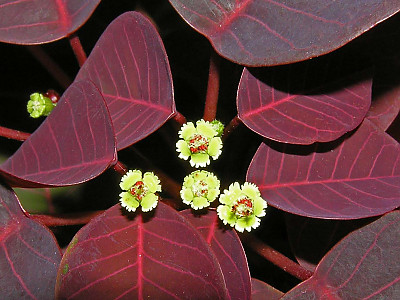 초코리프 사진 - Euphorbia cotinifolia Photos