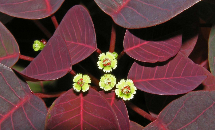 초코리프 - smoketree spurge, tropical smoke bush, Caribbean copper plant, Euphorbia cotinifolia