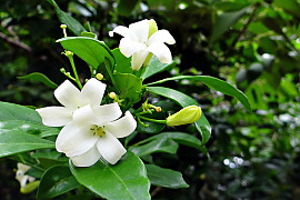 오렌지 자스민 - Murraya paniculata