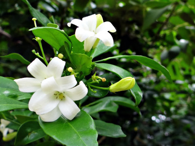 오렌지 자스민 사진 - Murraya paniculata Photos