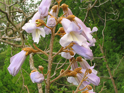 오동나무 사진 - Paulownia coreana Uyeki Photos