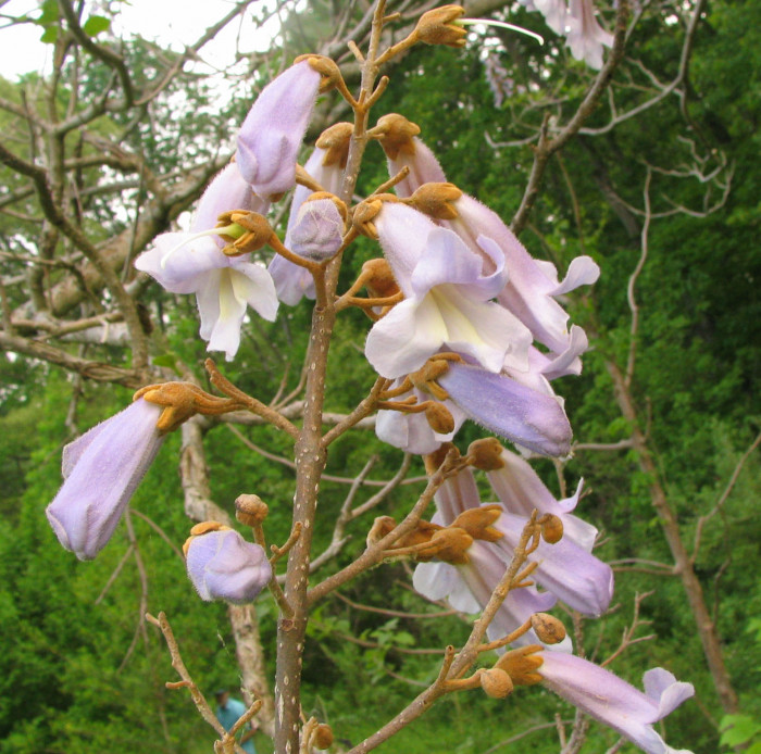 오동나무 - Paulownia coreana Uyeki