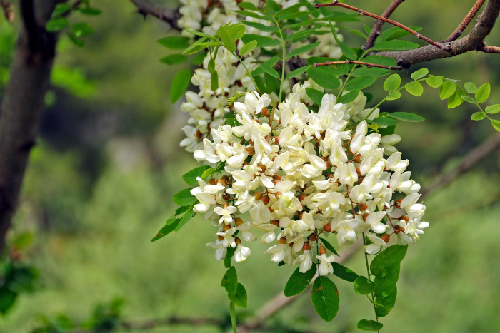아까시나무 - Robinia pseudoacacia L.