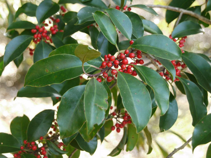 먼나무 - Ilex rotunda Thunb.