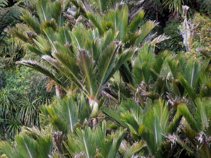 닉카우 야자 - Nikau Palm, Shaving Brush Palm, Rhopalostylis sapida