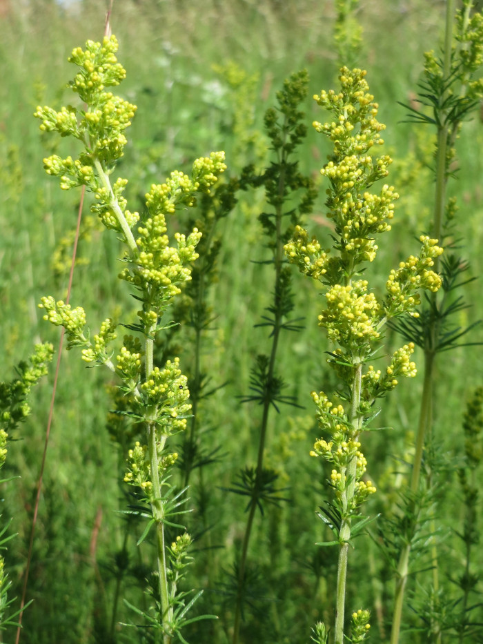 솔나물 - Galium verum var. asiaticum Nakai