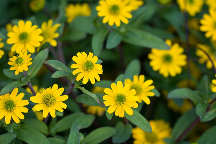 덩굴백일홍 - Mexican creeping zinnia, Sanvitalia procumbens