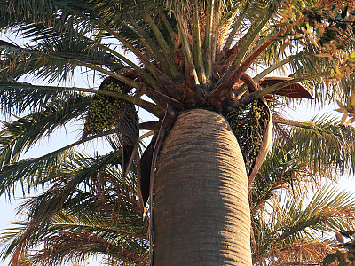 칠레와인야자 사진 - Jubaea chilensis (Mol.) Baill. Photos