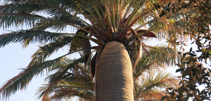 칠레와인야자 - Chilean wine palms, Jubaea chilensis (Mol.) Baill.