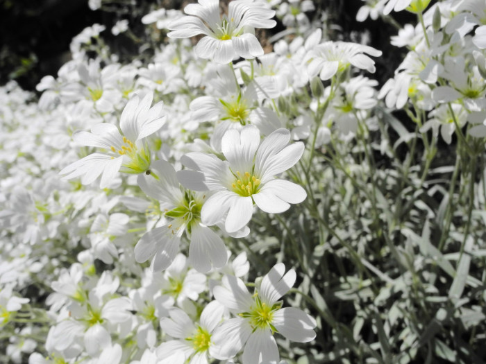 하설초 - Snow-in-Summer, Cerastium tomentosum