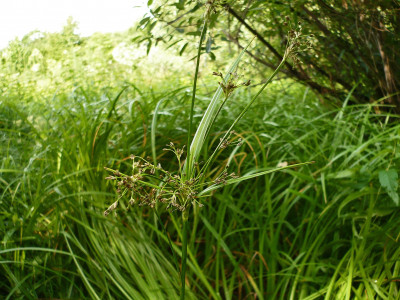 도루박이 사진 - Scirpus radicans Schkuhr Photos