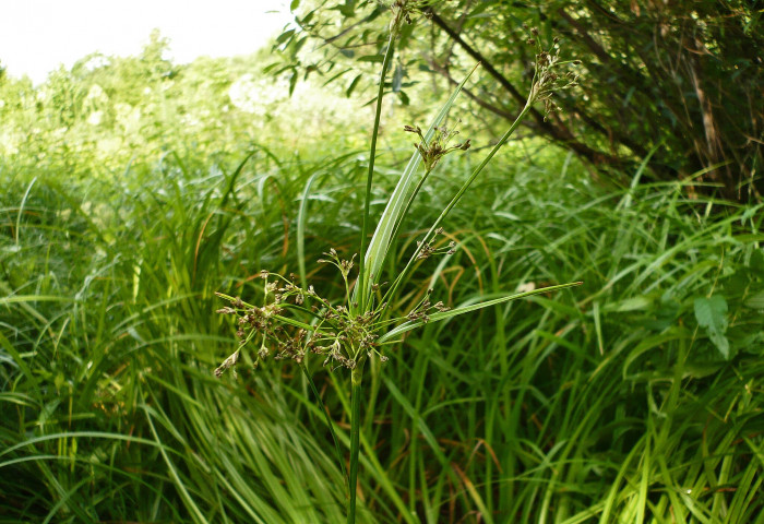 도루박이 - Scirpus radicans Schkuhr