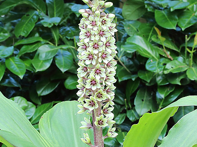 Eucomis montana 사진