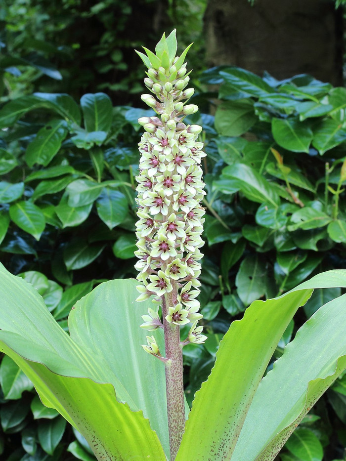 파인애플릴리 - Pineapple Lily, pineapple flowers, Eucomis