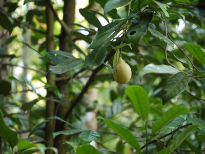 육두구 사진 - Myristica fragrans Photos