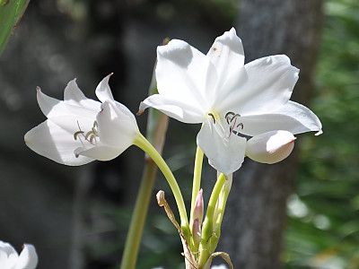 아프리카문주란 사진 - Crinum moorei Hook.f. Photos