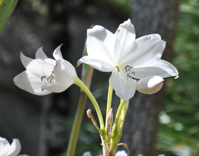 아프리카문주란 - Crinum moorei Hook.f.