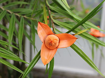 프레이키네티아 사진 - Freycinetia arborea Photos