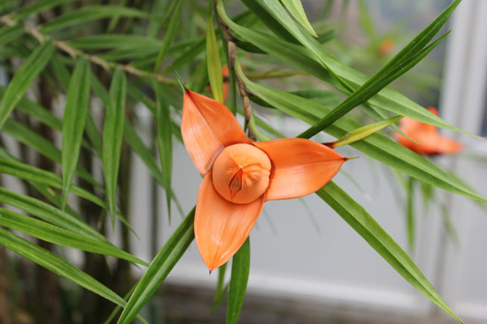 프레이키네티아 - Freycinetia arborea