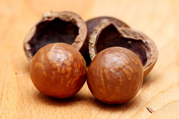 마카다미아 터니폴리아 - small-fruited Queensland nut, Gympie nut, Macadamia ternifolia F.Muell.