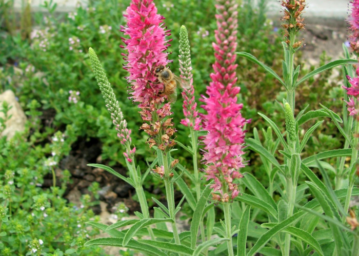 꼬리풀 - Veronica linariaefolia