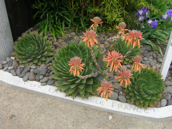 알로에 폴리필라 - Spiral Aloe, Aloe polyphylla