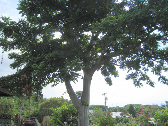 암바렐라 - Ambarella, Dwarf Golden Plum, Makok faring, Spondias Dulcis