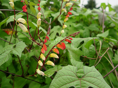 폭죽덩굴 사진 - Ipomoea lobata (Cerv.) Thell. Photos