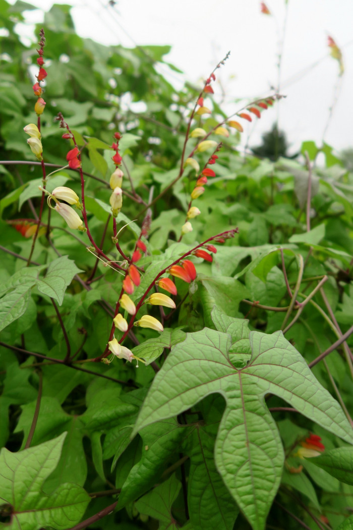 폭죽덩굴 - Firecracker Vine, Spanish Flag, Ipomoea lobata (Cerv.) Thell.