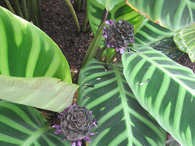 칼라데아 제브리나 사진 - Calathea zebrina Lindl. Photos