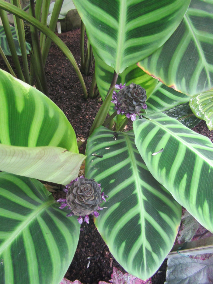 칼라데아 제브리나 - Calathea zebrina Lindl.