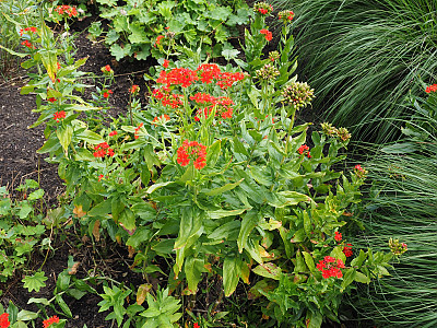 칼케도니아 동자꽃 사진 - Lychnis chalcedonica Photos