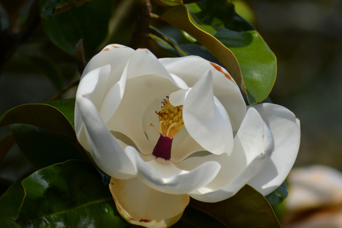 태산목 - Magnolia grandiflora L.