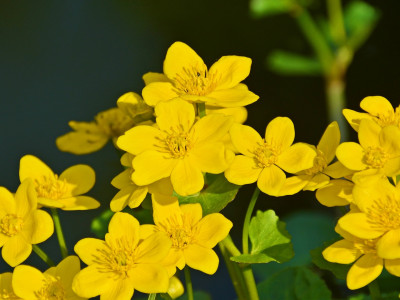 동의나물 사진 - Caltha palustris var Photos