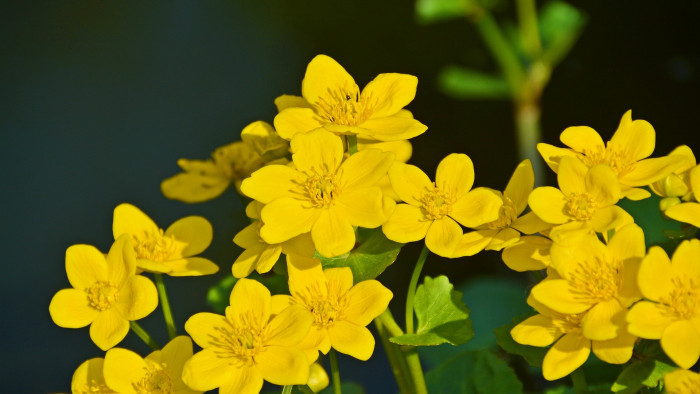 동의나물 - Caltha palustris var