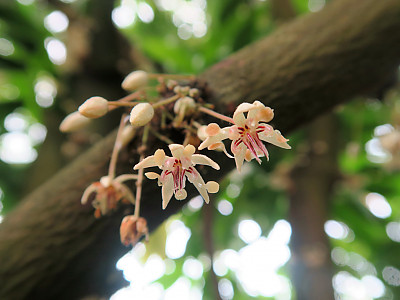 카카오 사진 - Theobroma cacao Photos