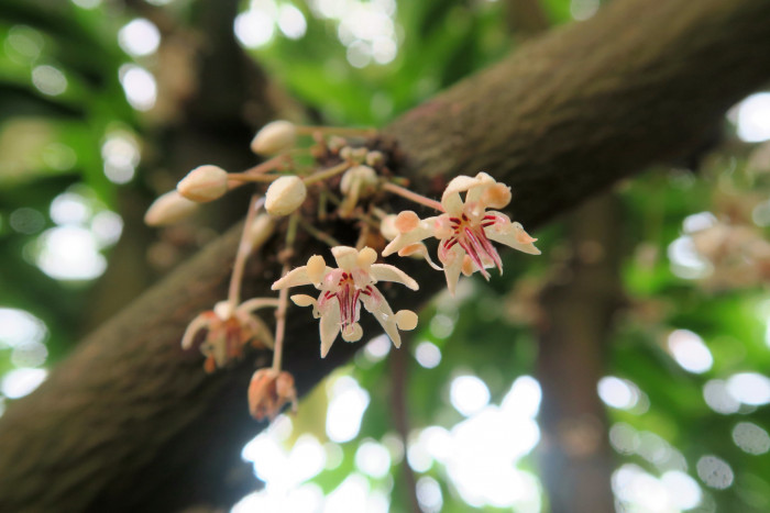 카카오 - Cacao tree, cocoa tree, Theobroma cacao