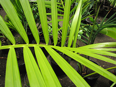 아카이야자 사진 - Euterpe oleracea Photos