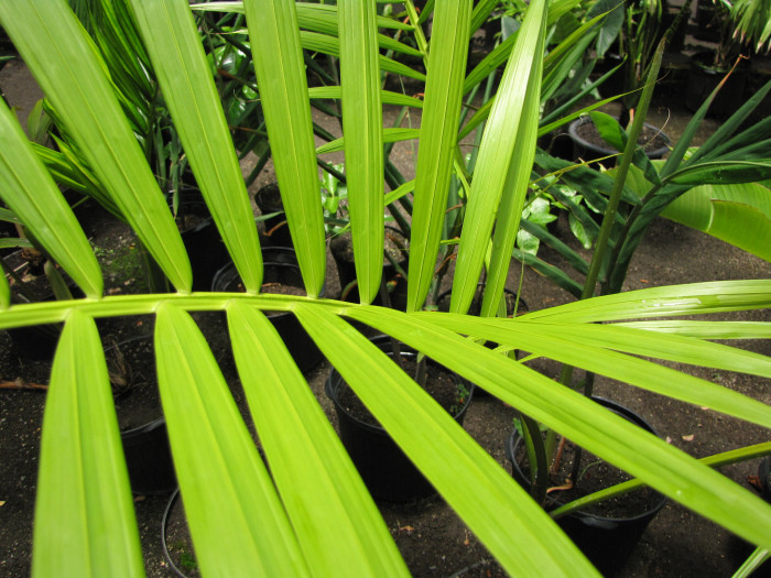 아카이야자 - Acai Palm, Açaí palm, Assai palm, Euterpe oleracea