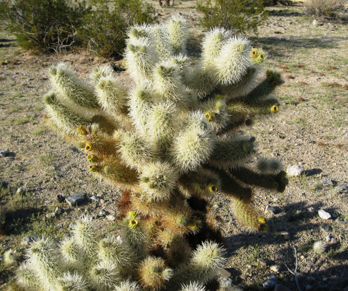 실린드로푼티아 비겔로비이 - Teddybear cholla, Cylindropuntia bigelovii