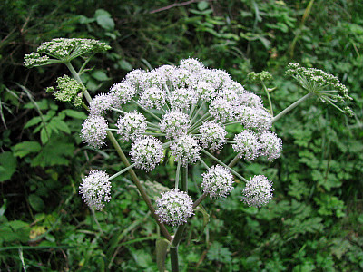 독미나리 사진 - Cicuta virosa L. Photos