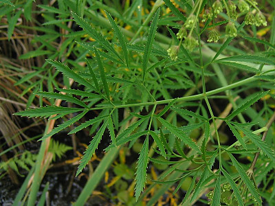 독미나리 사진 - Cicuta virosa L. Photos