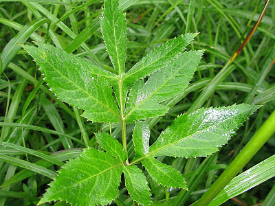 바디나물 사진 - Angelica decursiva (Miq.) Franch. & Sav. Photos